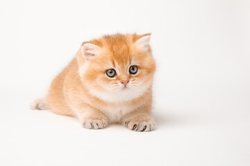 very cute little red kitten of the British breed is isolated on a white background, a golden chinchilla