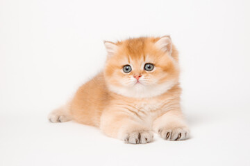 Obraz premium very cute little red kitten of the British breed is isolated on a white background, a golden chinchilla