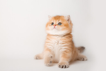 very cute little red kitten of the British breed is isolated on a white background, a golden chinchilla