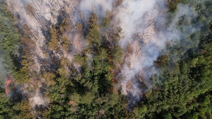 Brush and Pin Trees Landscape Burning with Flame and Smoke