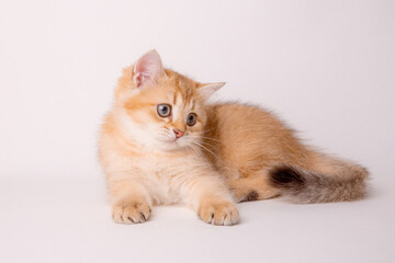 cute red cat on a white background