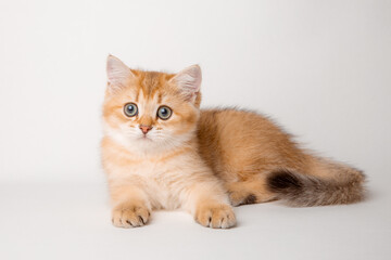 cute red cat on a white background