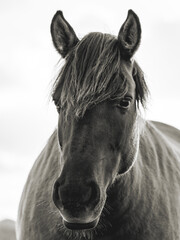 Wild horses in the fields in Wassenaar The Netherlands.