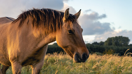 Obraz na płótnie Canvas Wild horses in the fields in Wassenaar The Netherlands.