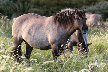 Fototapeta premium Wild horses in the fields in Wassenaar The Netherlands.