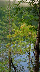 trees next to the hiking trail at the beautiful Lac Noir in the Vosges in the Departement Haut-Rhin of the region Grand Est Alsace in France in the month of September 2022
