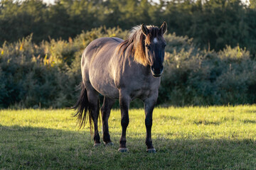 Fototapeta premium Wild horses in the fields in Wassenaar The Netherlands.