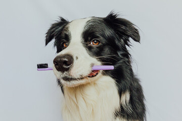 Obraz na płótnie Canvas Cute smart funny puppy dog border collie holding toothbrush in mouth isolated on white background. Oral hygiene of pets. Veterinary medicine, dog teeth health care banner
