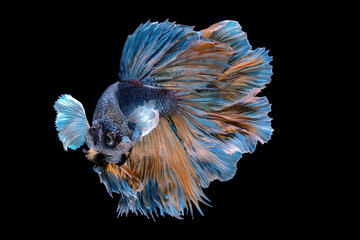 Bettafish halfmoon dumbo ear