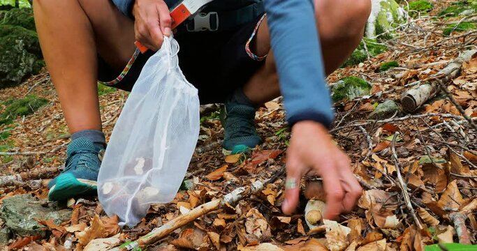 Mushroom forager identifying wild mushrooms with mushroom identification book in the mountain forest of souther France