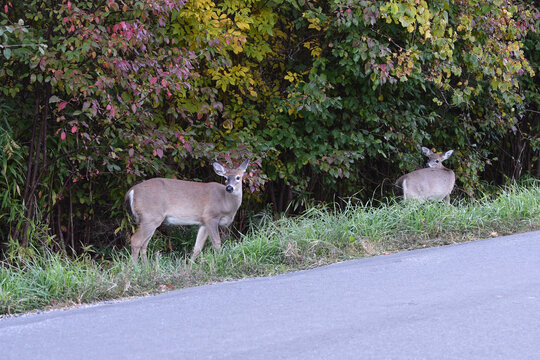 White Tailed deer graze in the ditch along a country road
