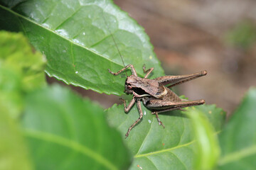 dark bush cricket grasshopper insect macro photo