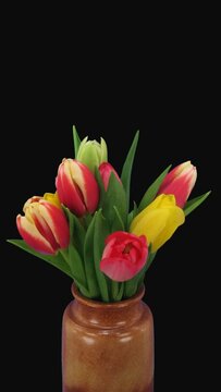 Time lapse of growing and opening mixed colors tulip bouquet in a vase with ALPHA transparency channel isolated on black background, vertical orientation