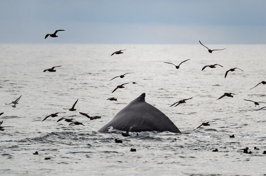 Swimming whale's back. Rare sea animal
