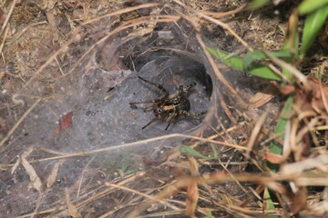 agelena labyrinthica spider macro photo