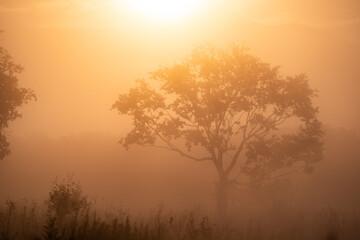 A lonely tree in a foggy field. Foggy nature landscape. Nature in fog. Morning fog landscape