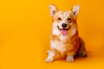 welsh corgi dog on a yellow background