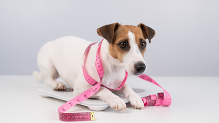 Dog jack russell terrier stands on a scale with a measuring tape. 