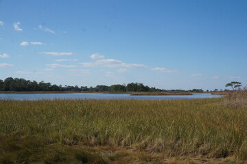 Fototapeta premium Sea grasses. blue water, horizons of trees in meandering wetlands on sunny day