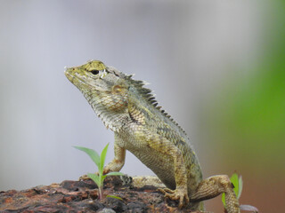 Iguana on a tree