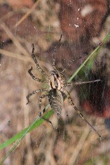 agelena labyrinthica spider macro photo