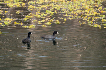 Common Coot in a Pond