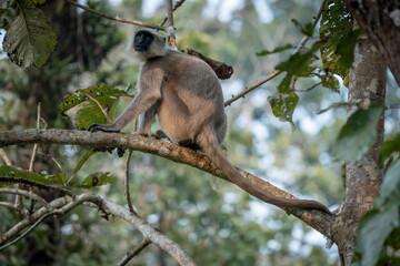 Gray Langur on a Tree