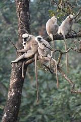Obraz premium Troop of Gray Langurs in a Tree