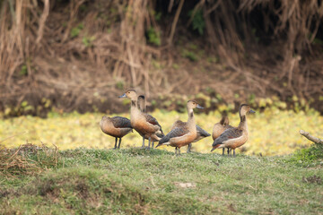 Whistling Duck on Pond Bank