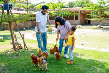 Mixed race family with African American father and Asian mother enjoy to have fun and relax activity to feed or play with group of chicken in their farm.