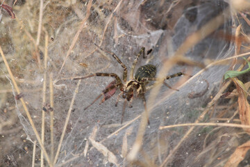 agelena labyrinthica spider macro photo