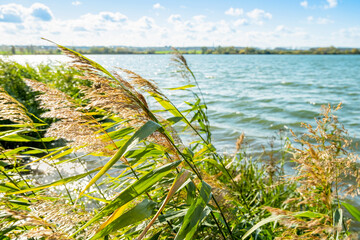 Panicles of pampas grass on the shore of the lake.