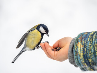 The Great tit eats seeds from a palm of little boy. Hungry bird Great tit eating seeds from a hand during autumn
