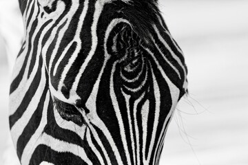 Obraz na płótnie Canvas Zebra with unusual markings
