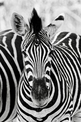 Fototapeta na wymiar Zebra with unusual markings
