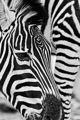 Fototapeta na wymiar Zebra with unusual markings