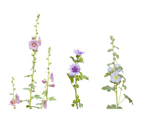 Hollyhocks blooming isolated on a transparent background