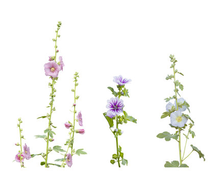 Hollyhocks blooming isolated on a transparent background