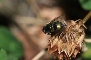 calliphora vicina fly macro photo