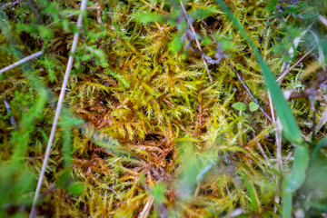 Lullymore, co. Kildare, Ireland, 07-11-2019. Sphagnum moss on the Bog of Allen. Sphagnum transfer restoration has been successfully applied here.