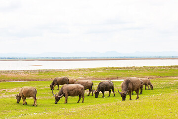 Fototapeta na wymiar Herd of Thai buffalo in grass field on countryside of Thailand