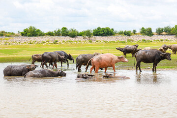 Obraz na płótnie Canvas Herd of Thai buffalo in grass field on countryside of Thailand