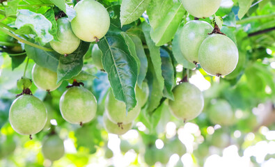 Green fresh passion fruit on tree ,passion fruit farm