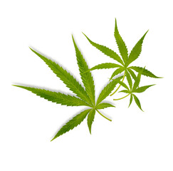 Marijuana trees for medical use are used separately isolated on transparent background (.PNG)