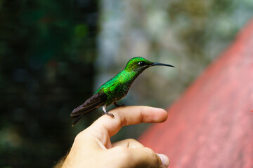 Bird posing on an unrecognizable person's finger.