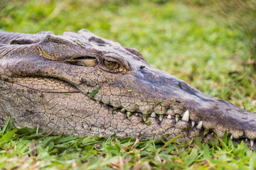 Closeup on a wild crocodile's head lying on grass