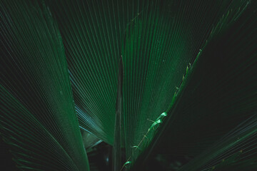 Tropical leaves, abstract green leaves texture, nature background,  Contemporary Stylish Moody Dark Green Look, Seychelles Island, Rain green forests 