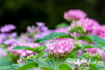 公園に咲いていたピンクが美しいペンタスの花