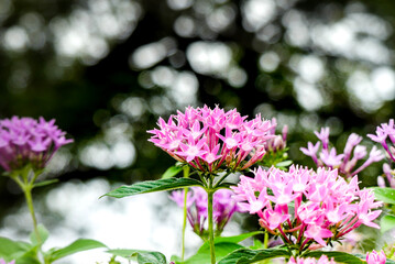 Obraz premium 公園に咲いていたピンクが美しいペンタスの花