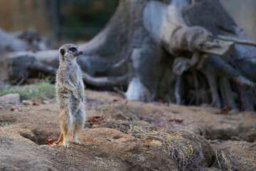 A meerkat on the lookout
